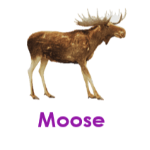 Moose wild animals names