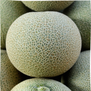 Muskmelon