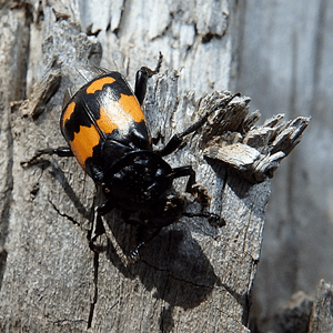 Necrophorus beetle