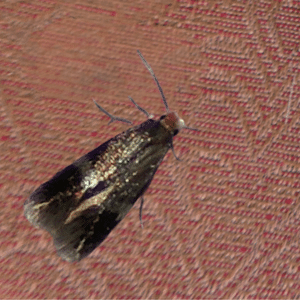Nepticulid moth