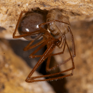 Nesticid spider