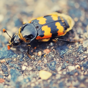 Nicrophorus beetle