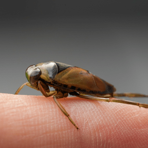 Notonecta bug