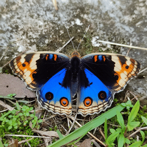 Nymphalid butterfly