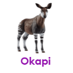 Okapi wild animals names