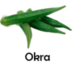 Okra