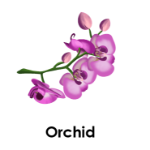 Orchid 10 flowers names
