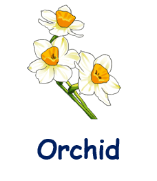 Orchid 20 flowers names