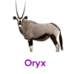 Oryx wild animals names