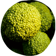 Osage orange