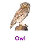 Owl wild animals names