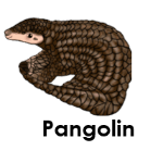 Pangolin wild animals names