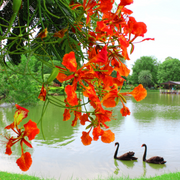 Peacock Flower