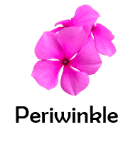 Periwinkle 50 Flowers names with Pictures