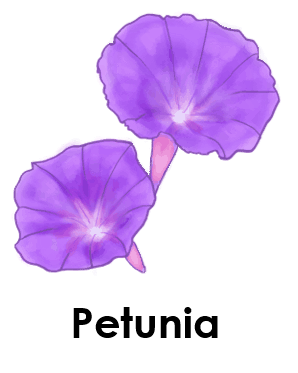 Petunia 5 Summer Flower Names with pictures