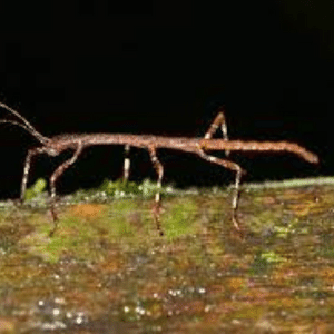 Phasmotodea