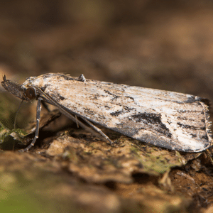 Pinion moth