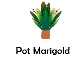 Pot Marigold 50 Flowers names with Pictures
