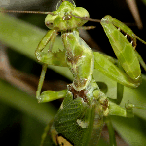 Praying Mantids