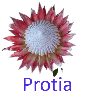 Protia 10 Pretty Flower names with Pictures