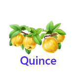 Quince fruits names with pictures