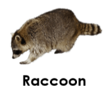 Raccoon wild animals names