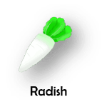 Radish
