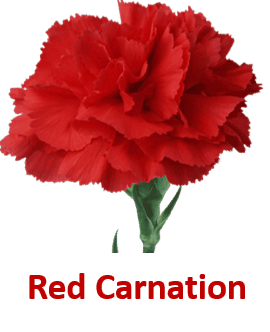 Red Carnation 10 Red Flowers names with Pictures