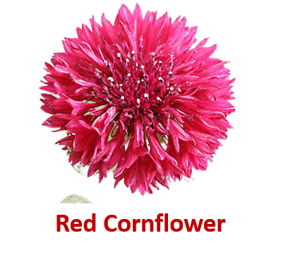 Red Cornflower 10 Red Flowers names with Pictures