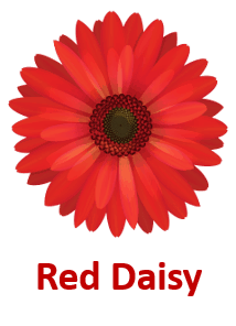 Red Daisy 10 Red Flowers names with Pictures