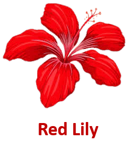 Red Lily 10 Red Flowers names with Pictures