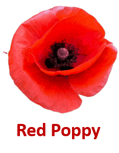 Red Poppy 10 Red Flowers names with Pictures