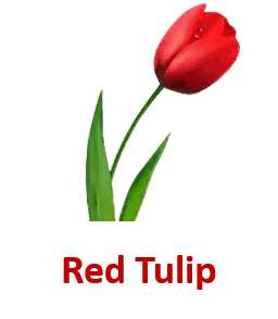 Red Tulip 10 Red Flowers names with Pictures