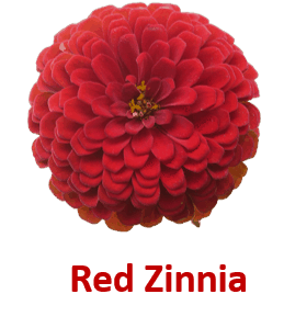 Red Zinnia 10 Red Flowers names with Pictures