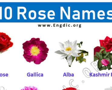 10 Rose names with pictures, Roses Name list