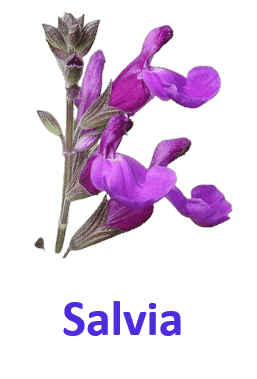 Salvia 10 Purple Flowers names with Pictures