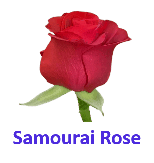 Samourai Rose 10 Rose names with pictures