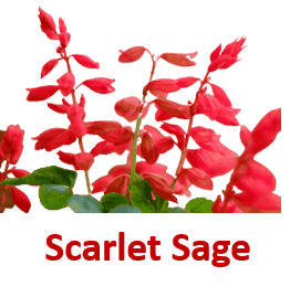 Scarlet Sage 10 Red Flowers names with Pictures