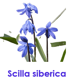 Scilla siberica 10 Blue Flowers names with Pictures