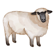 Sheep