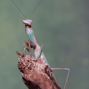 Shield mantis