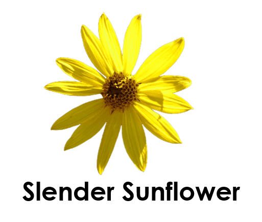 Slender Sunflower 5 Sunflower Names