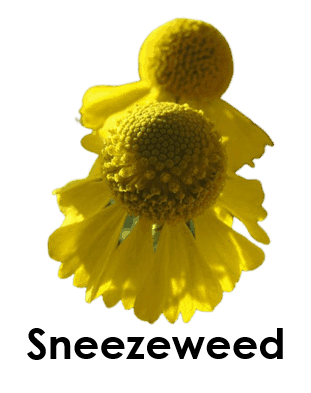 Sneezeweed 5 Summer Flower Names with pictures