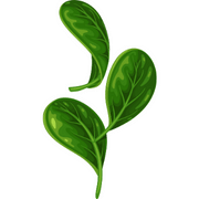 Spinach 1