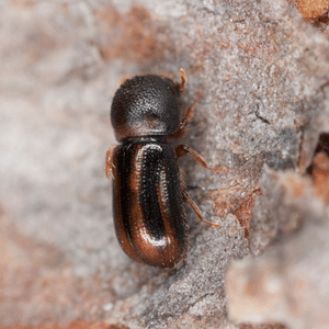 Spruce bark beetle