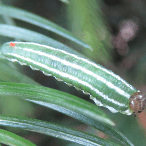 Spruce sawflies