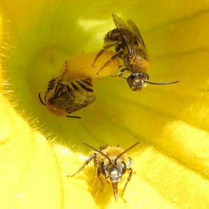 Squash bee