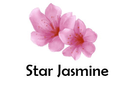 Star Jasmine 50 Flowers names with Pictures