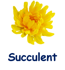 Succulent 20 flowers names
