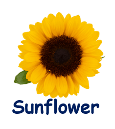 Sunflower 20 flowers names